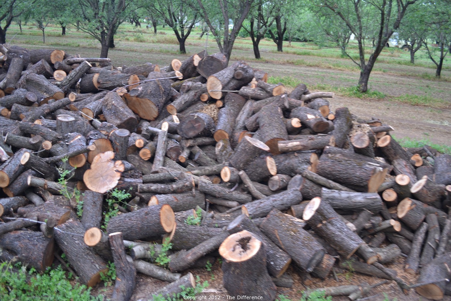 The Difference Auction Almond Firewood ITEM 1 Cord of Almond Firewood