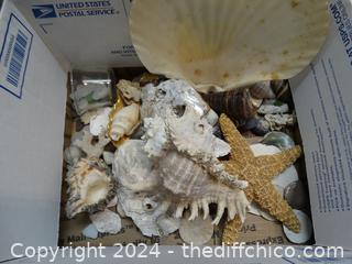 Sea Shells 