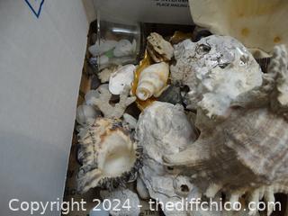 Sea Shells 