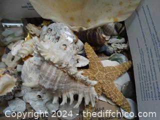 Sea Shells 