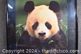 Framed Panda Poster - 23 in x 29 in