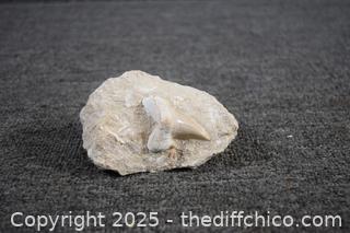 Fossil Tooth