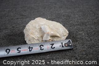 Fossil Tooth