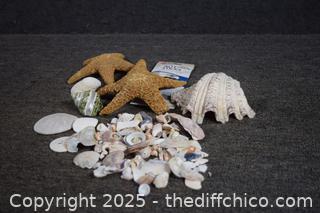 Sea Shells and More