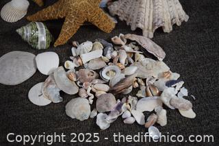 Sea Shells and More