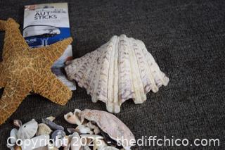 Sea Shells and More