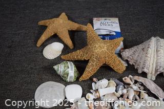 Sea Shells and More