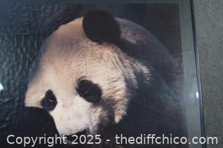Framed Panda Poster-32in x 24in