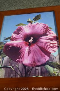 Framed Picture-14in x 17in