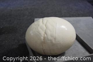 Ostrich Egg 